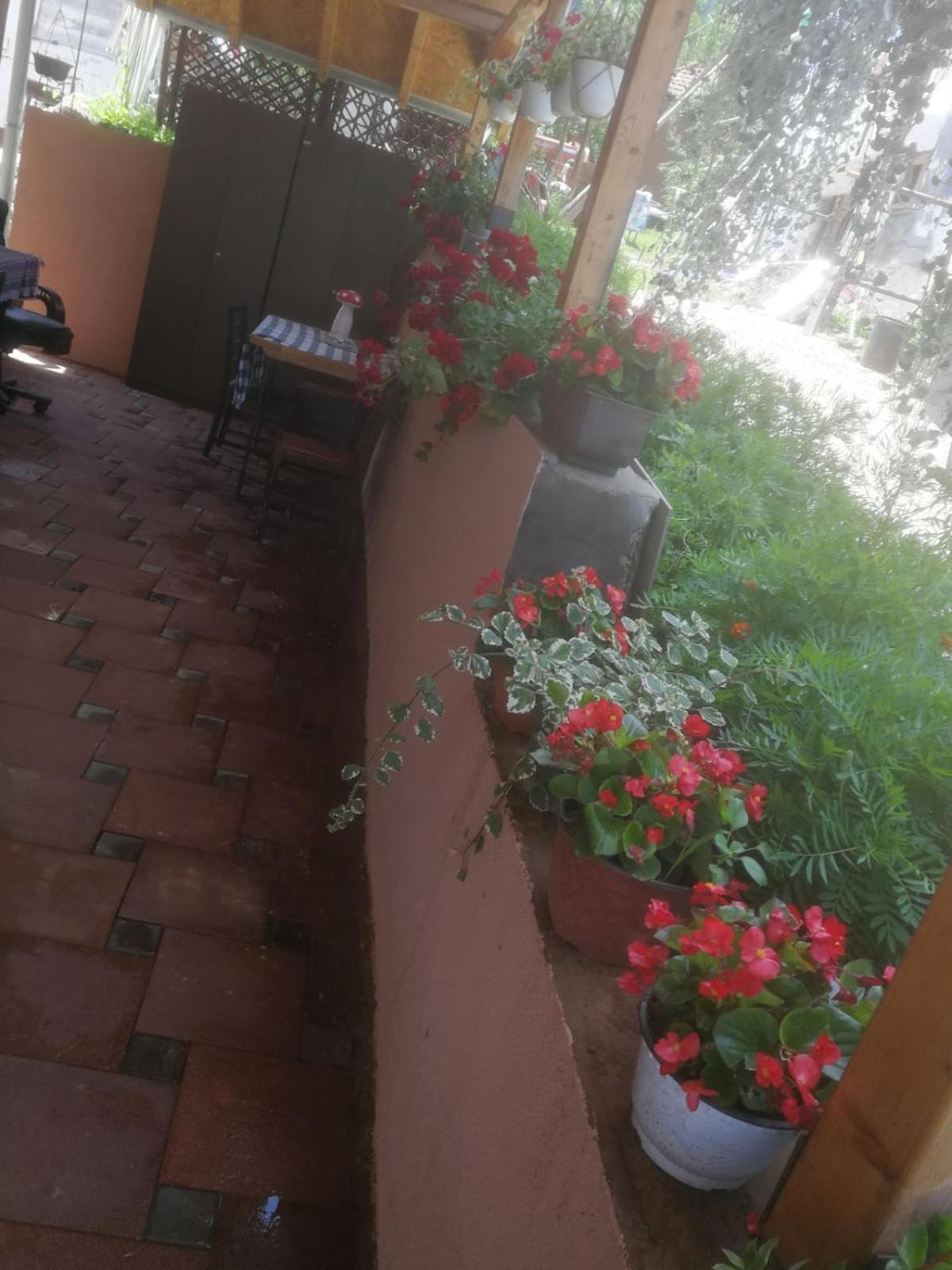 Odmaraliste Vlasko Zdrelo Pirot Quarto foto